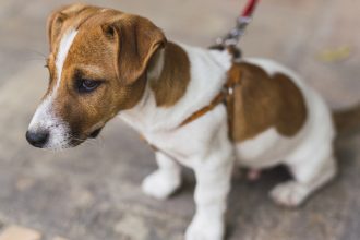Harnais pour petit chien : pourquoi les vétérinaires le recommandent et comment bien le choisir
