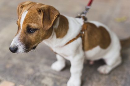 Harnais pour petit chien : pourquoi les vétérinaires le recommandent et comment bien le choisir
