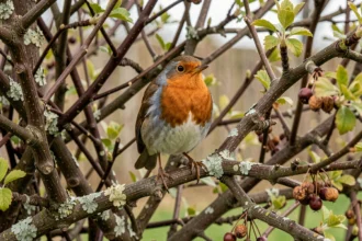 Un rouge-gorge européen perché sur une branche d'aubépine dans une haie de jardin au printemps, avec un plumage roux bien visible sur fond de brindilles et lichens